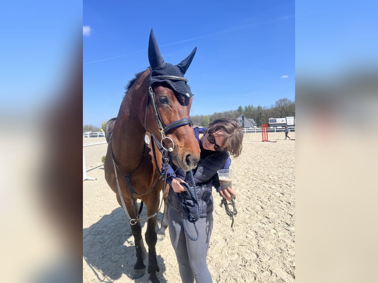 Zangersheide Caballo castrado 7 años 165 cm  in Nový Jičín
