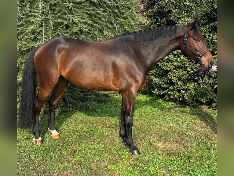 Zangersheide Caballo castrado 7 años 165 cm Castaño in Galliate