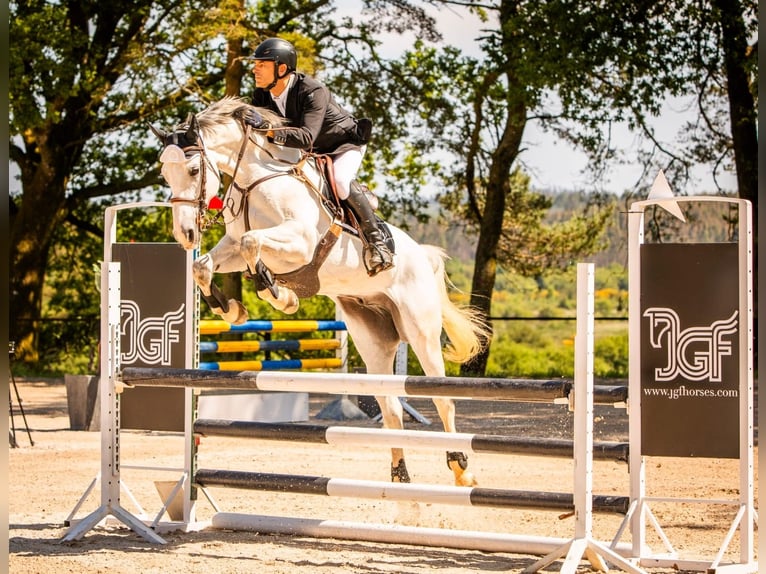 Zangersheide Caballo castrado 7 años 165 cm Tordo in Aparral, O (Santa Maria)