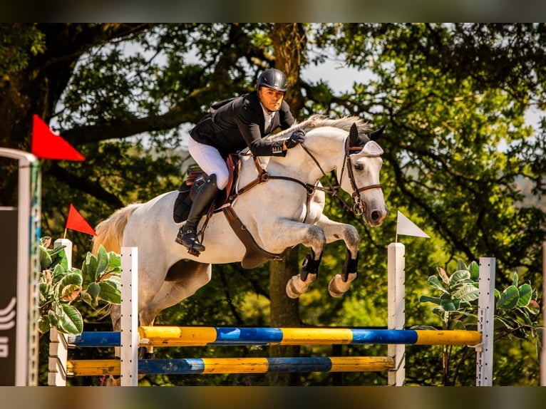 Zangersheide Caballo castrado 7 años 165 cm Tordo in Aparral, O (Santa Maria)