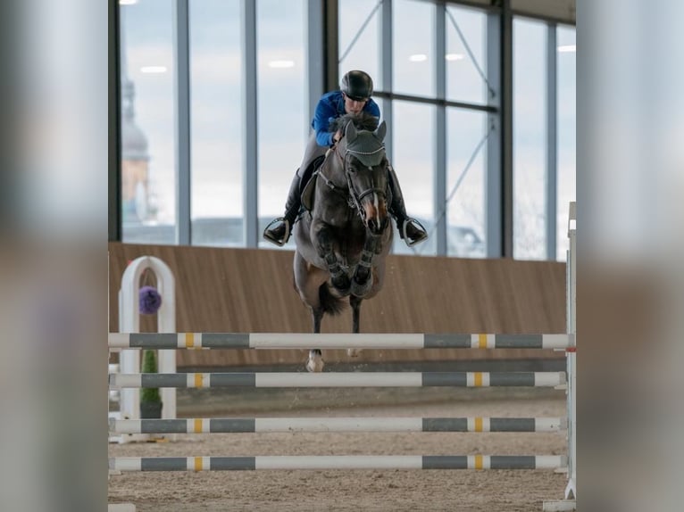 Zangersheide Caballo castrado 7 años 166 cm Castaño oscuro in Kitzscher