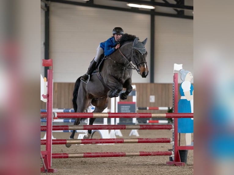 Zangersheide Caballo castrado 7 años 166 cm Castaño oscuro in Kitzscher