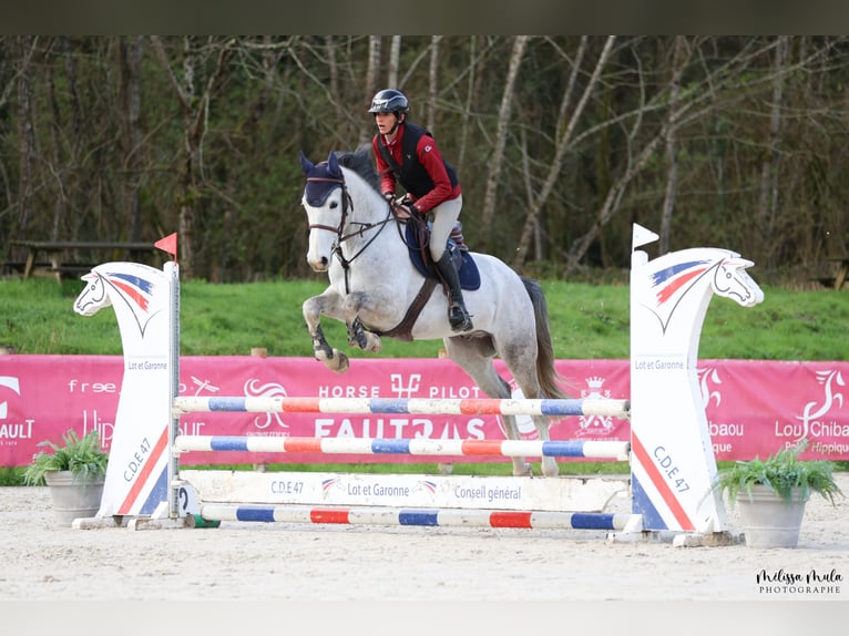 Zangersheide Caballo castrado 7 años 166 cm Tordo in Mulhouse