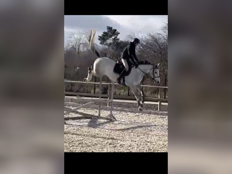 Zangersheide Caballo castrado 7 años 166 cm Tordo in Mulhouse