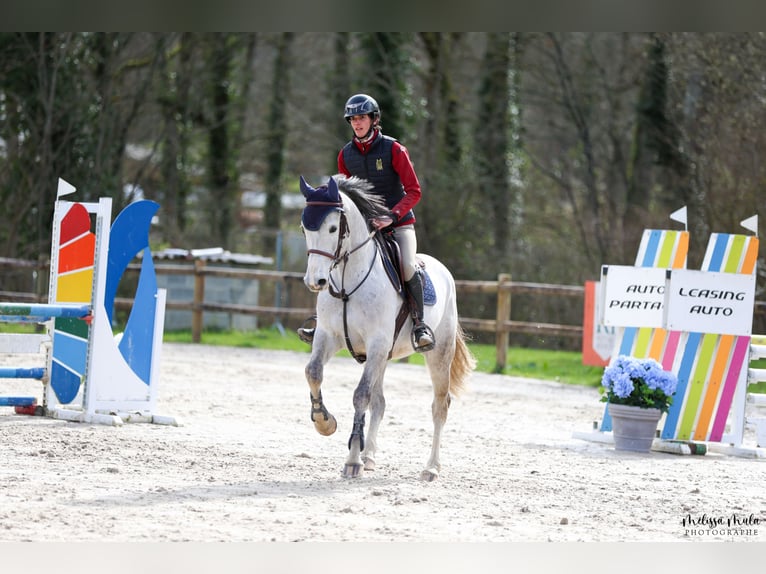 Zangersheide Caballo castrado 7 años 166 cm Tordo in Mulhouse