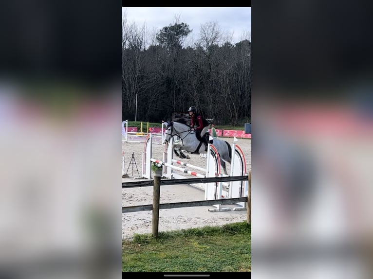 Zangersheide Caballo castrado 7 años 166 cm Tordo in Mulhouse