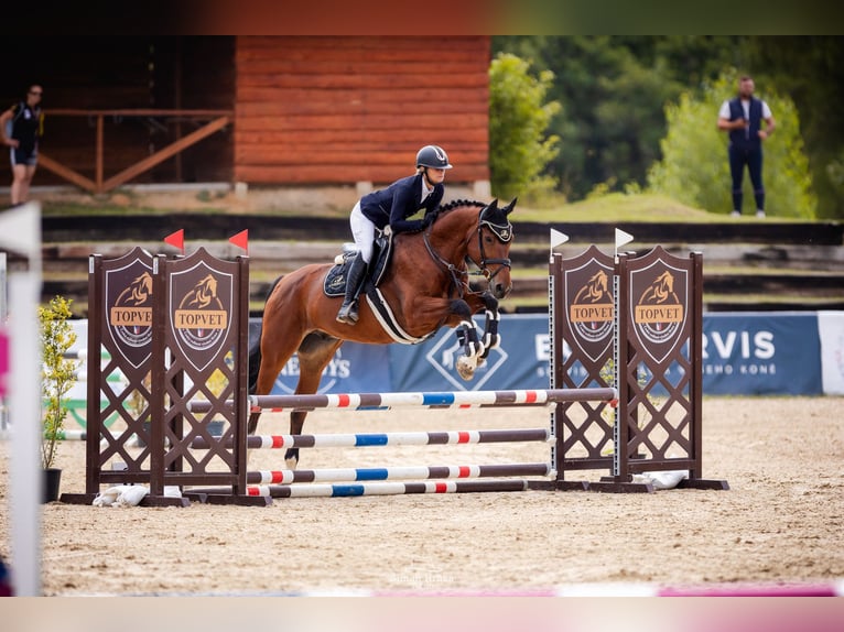 Zangersheide Caballo castrado 7 años 167 cm Castaño in Brno