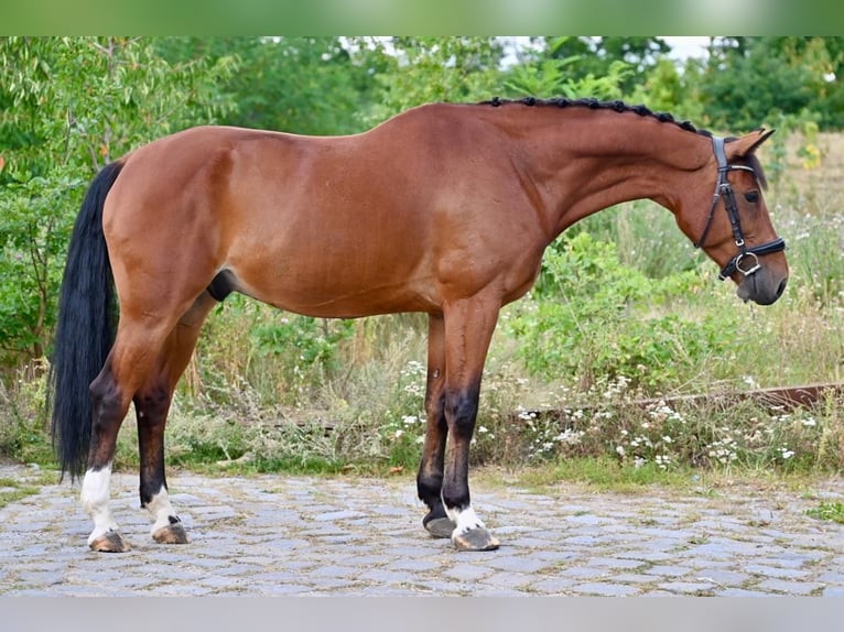 Zangersheide Caballo castrado 7 años 167 cm Castaño in Brno