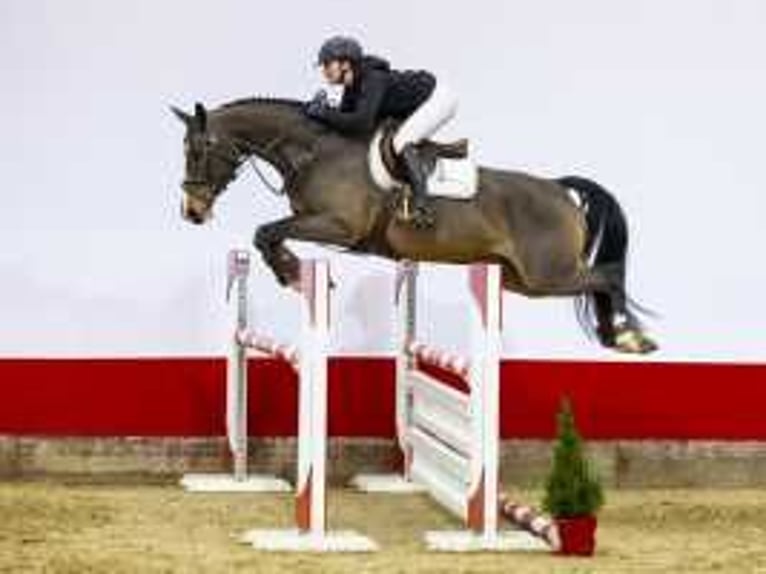 Zangersheide Caballo castrado 7 años 167 cm Castaño oscuro in Waddinxveen