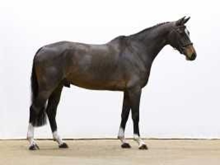 Zangersheide Caballo castrado 7 años 167 cm Castaño oscuro in Waddinxveen