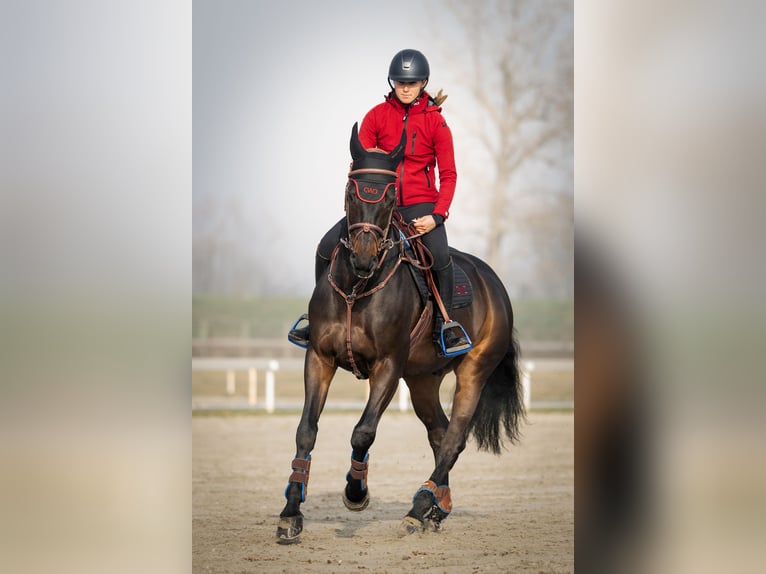 Zangersheide Caballo castrado 7 años 167 cm Castaño oscuro in zagreb