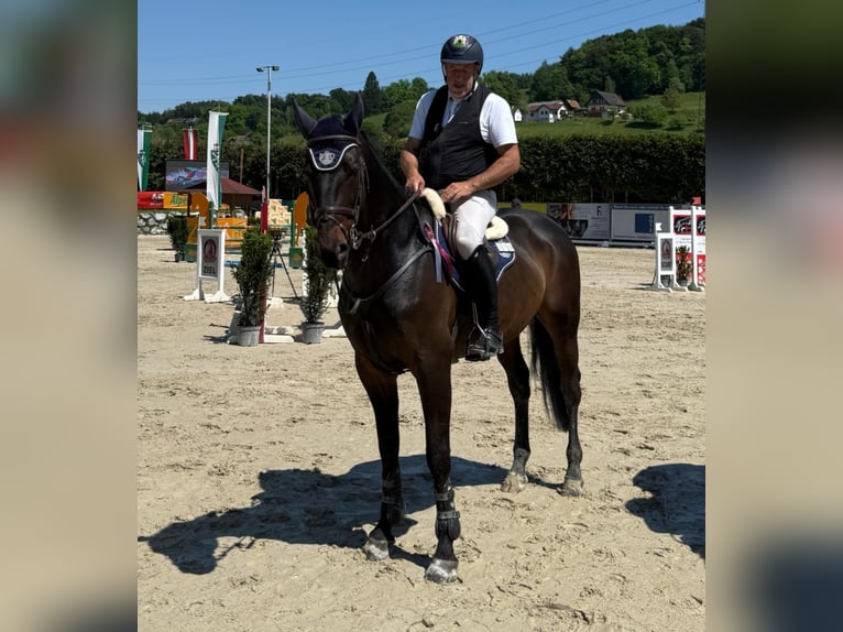 Zangersheide Caballo castrado 7 años 167 cm Castaño oscuro in zagreb