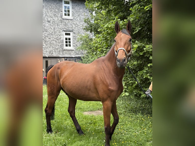 Zangersheide Caballo castrado 7 años 168 cm Castaño in Nidda