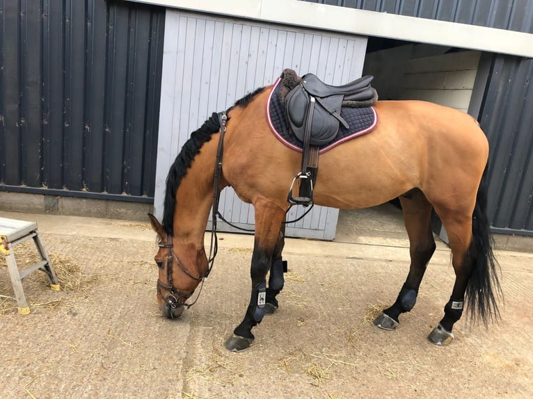 Zangersheide Caballo castrado 7 años 168 cm Castaño in Montluçon