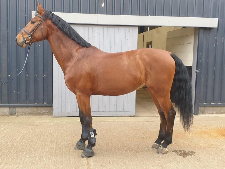 Zangersheide Caballo castrado 7 años 168 cm Castaño in Montluçon