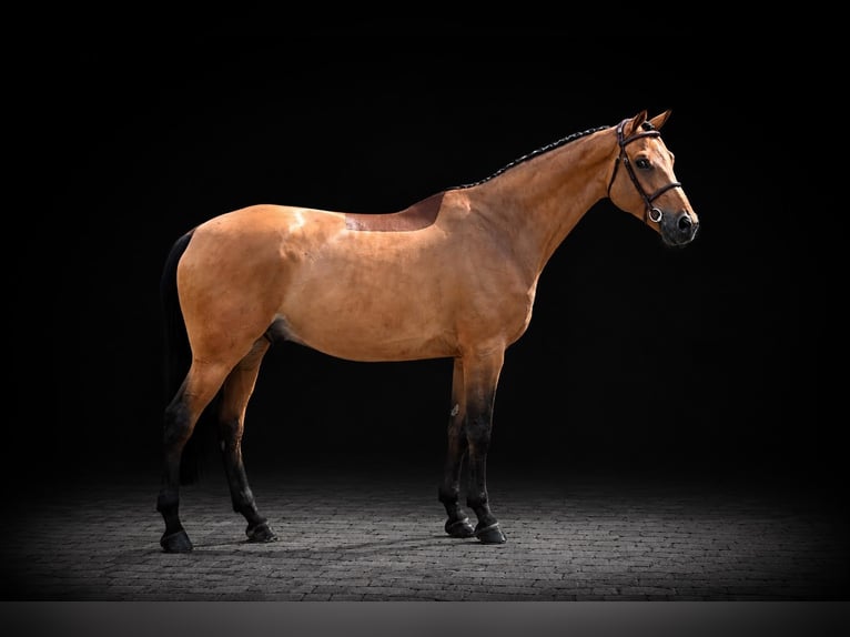 Zangersheide Caballo castrado 7 años 168 cm Castaño in Zülpich