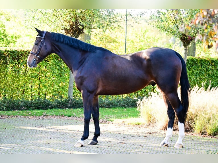 Zangersheide Caballo castrado 7 años 168 cm Castaño oscuro in Bladel