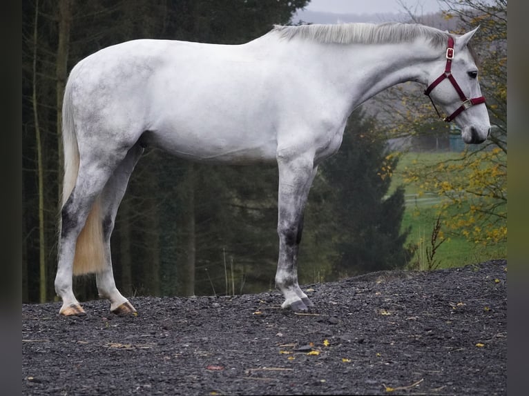 Zangersheide Caballo castrado 7 años 168 cm Tordillo negro in Nettersheim