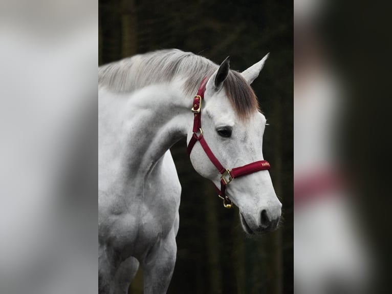 Zangersheide Caballo castrado 7 años 168 cm Tordillo negro in Nettersheim