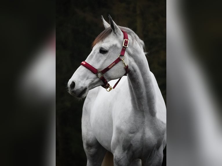 Zangersheide Caballo castrado 7 años 168 cm Tordillo negro in Nettersheim