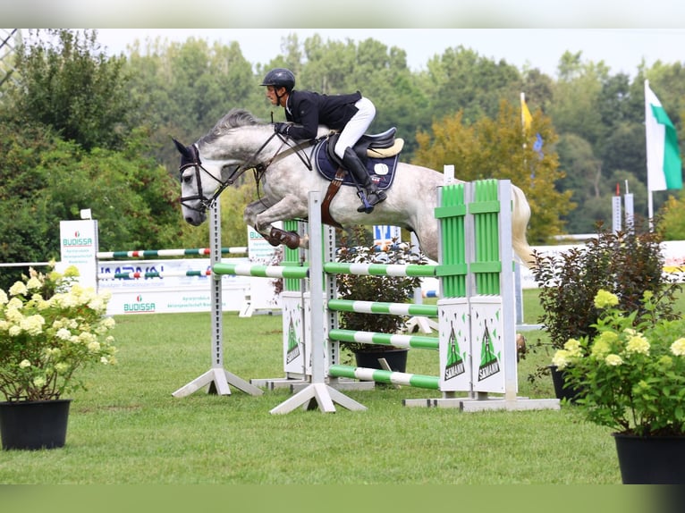 Zangersheide Caballo castrado 7 años 168 cm Tordo in Frankfurt am Main