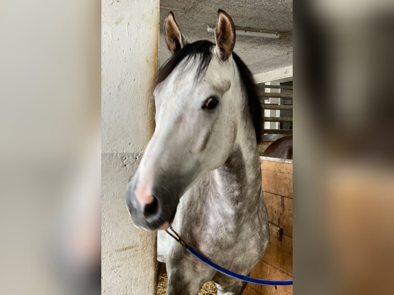 Zangersheide Caballo castrado 7 años 168 cm Tordo rodado in Haldensleben