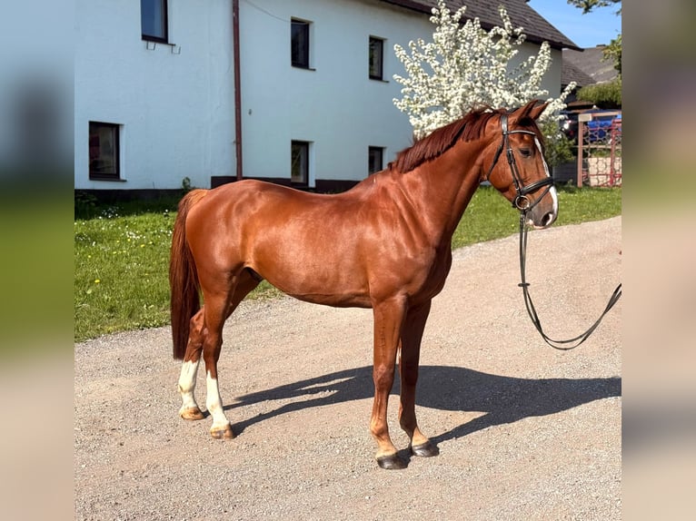 Zangersheide Caballo castrado 7 años 170 cm Alazán in Pelmberg