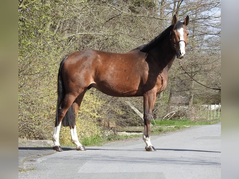 Zangersheide Caballo castrado 7 años 170 cm Castaño in Verl