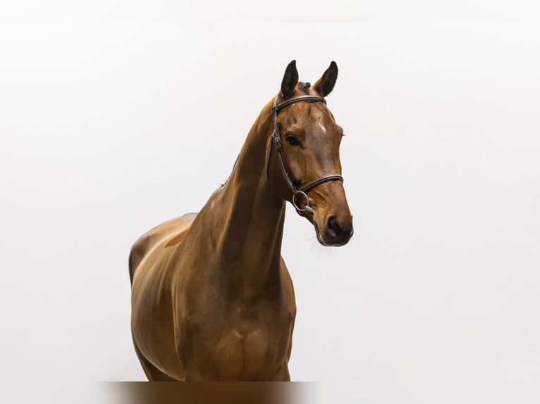 Zangersheide Caballo castrado 7 años 170 cm Castaño in Waddinxveen