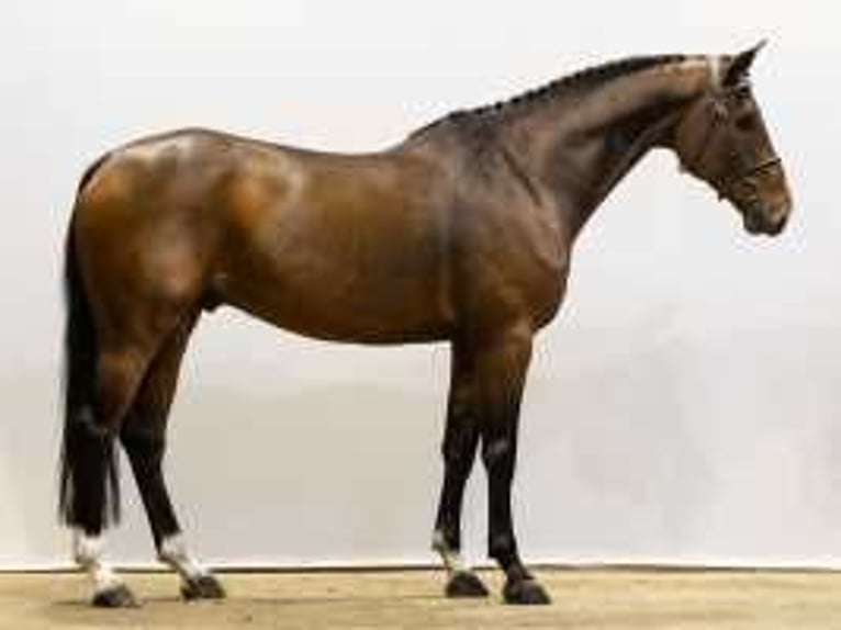 Zangersheide Caballo castrado 7 años 170 cm Castaño in Waddinxveen