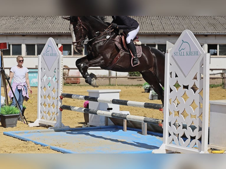 Zangersheide Caballo castrado 7 años 170 cm Castaño oscuro in Berlin