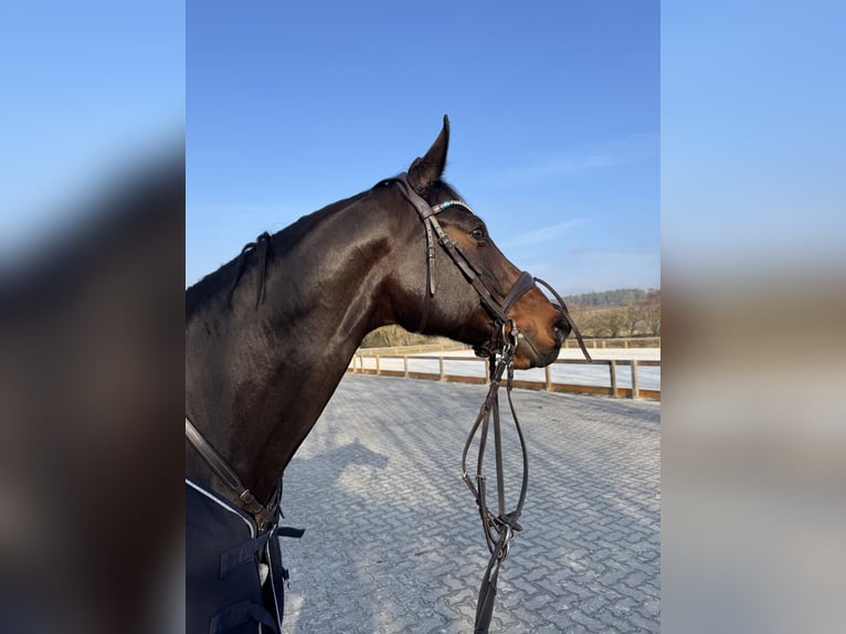 Zangersheide Caballo castrado 7 años 170 cm Castaño oscuro in Rh&#xF6;nblick