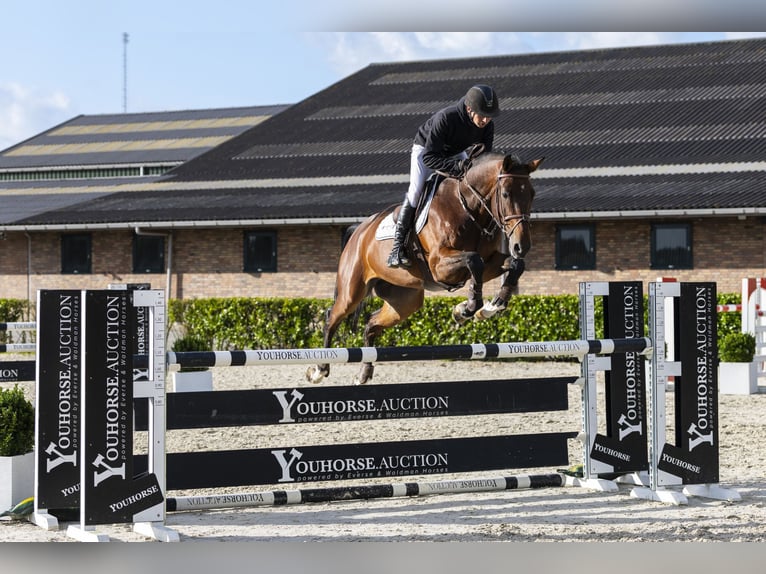 Zangersheide Caballo castrado 7 años 170 cm Castaño oscuro in Waddinxveen