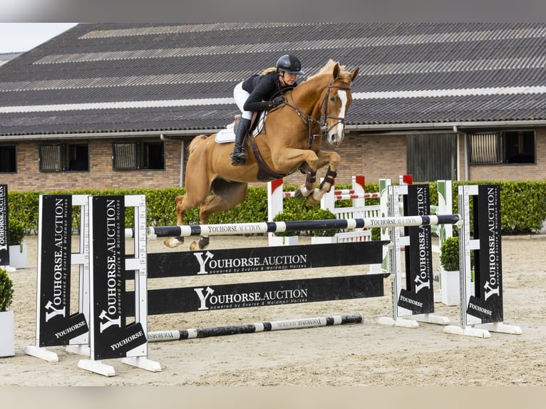 Zangersheide Caballo castrado 7 años 171 cm Alazán in Waddinxveen