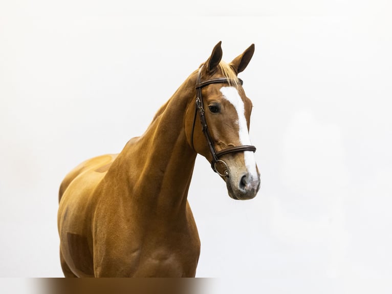 Zangersheide Caballo castrado 7 años 171 cm Alazán in Waddinxveen