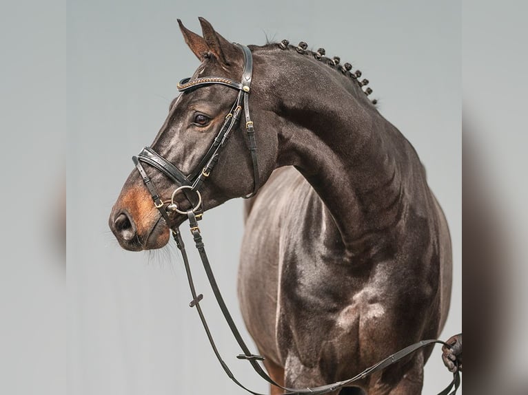 Zangersheide Caballo castrado 7 años 171 cm Castaño oscuro in Münster-Handorf