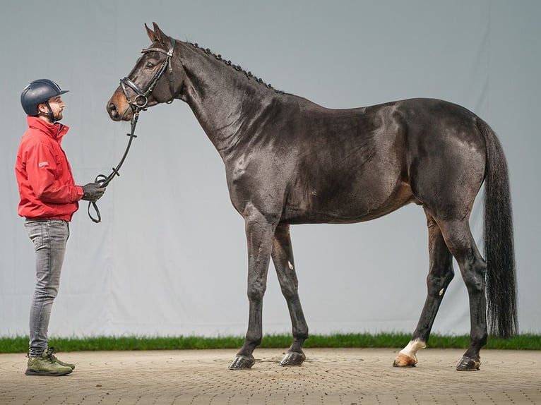 Zangersheide Caballo castrado 7 años 171 cm Castaño oscuro in Münster-Handorf