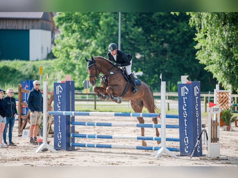 Zangersheide Caballo castrado 7 años 172 cm Alazán in Lengdorf