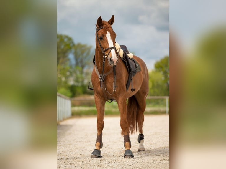 Zangersheide Caballo castrado 7 años 172 cm Alazán-tostado in Chomutov