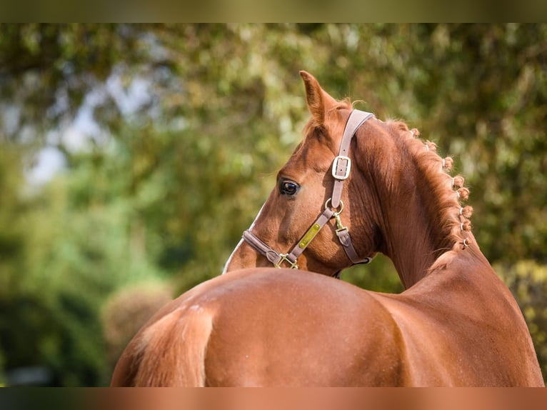 Zangersheide Caballo castrado 7 años 172 cm Alazán-tostado in Chomutov