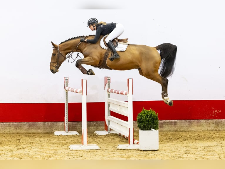 Zangersheide Caballo castrado 7 años 172 cm Castaño in Waddinxveen