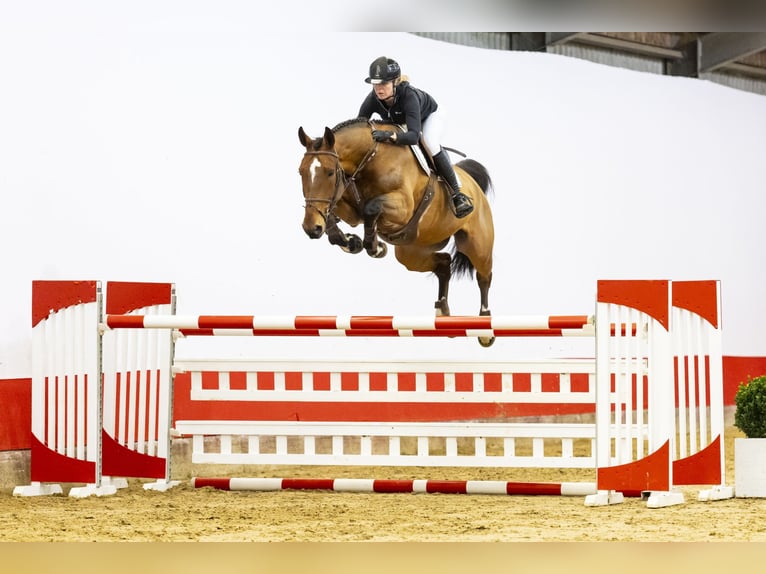 Zangersheide Caballo castrado 7 años 172 cm Castaño in Waddinxveen