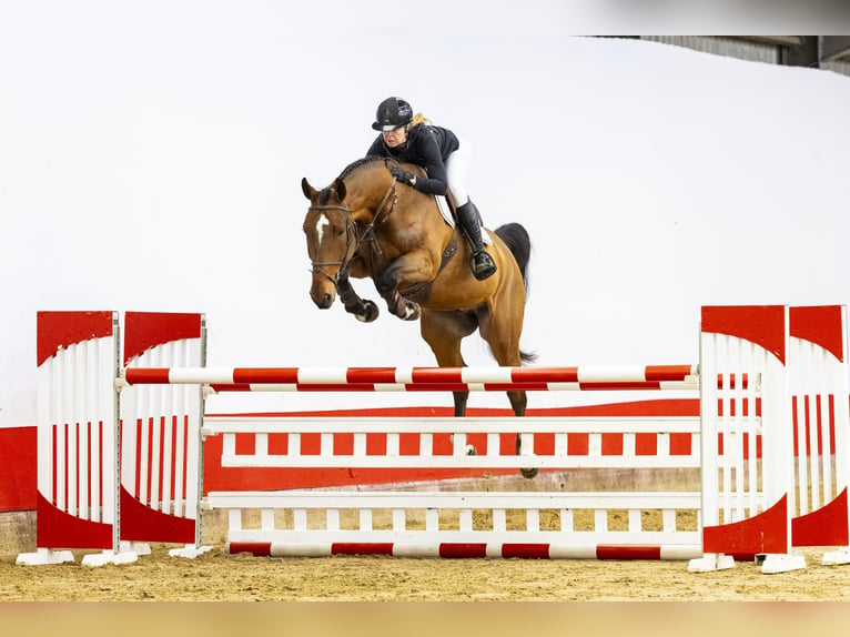 Zangersheide Caballo castrado 7 años 172 cm Castaño in Waddinxveen