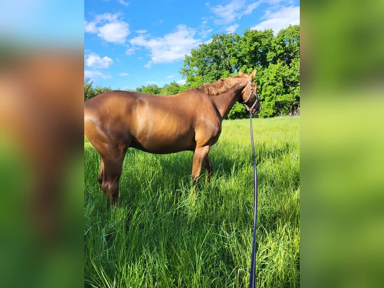 Zangersheide Caballo castrado 7 años 172 cm Red Dun/Cervuno in Chomutov