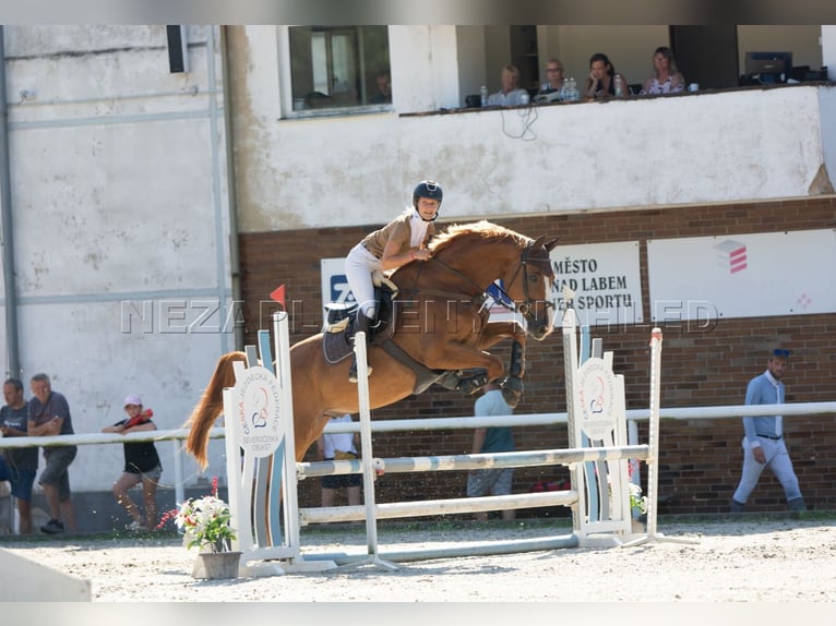 Zangersheide Caballo castrado 7 años 172 cm Red Dun/Cervuno in Chomutov