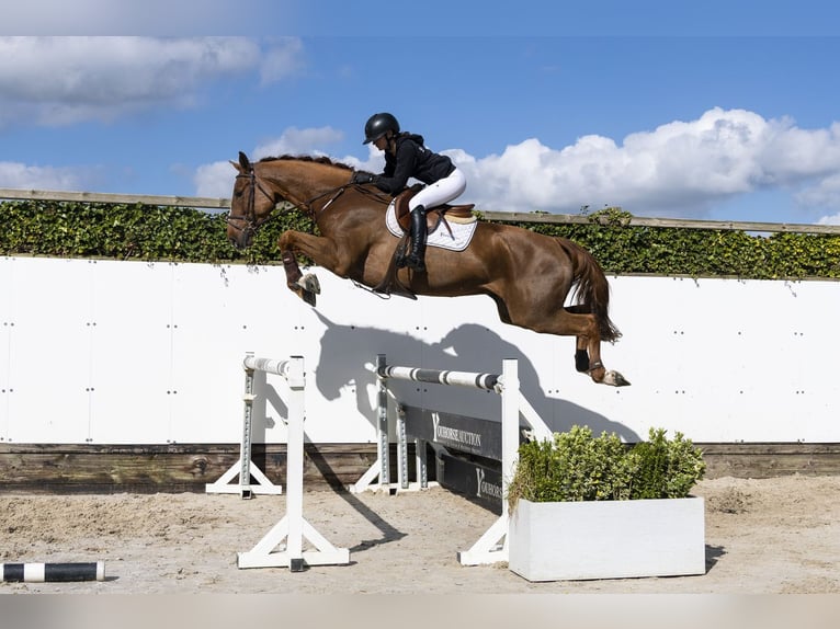 Zangersheide Caballo castrado 7 años 175 cm  in Waddinxveen