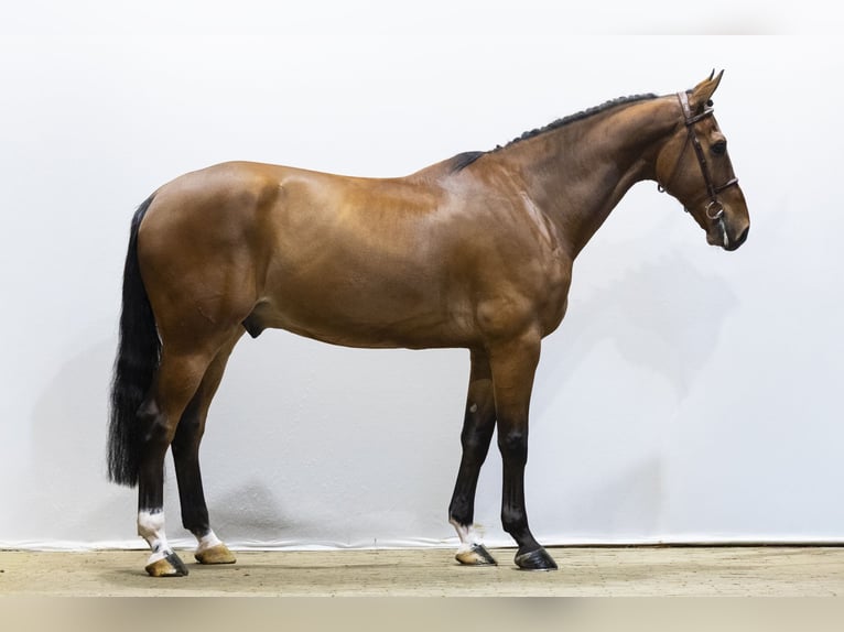 Zangersheide Caballo castrado 7 años 175 cm  in Waddinxveen