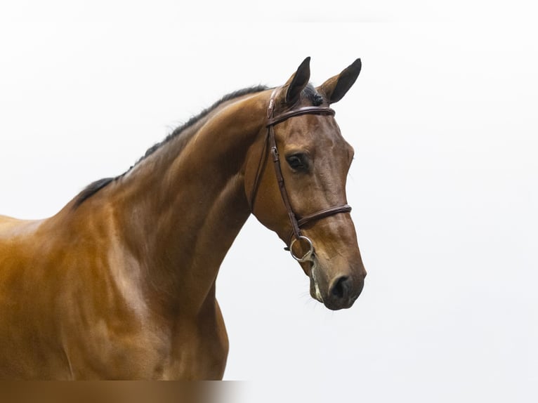 Zangersheide Caballo castrado 7 años 175 cm  in Waddinxveen