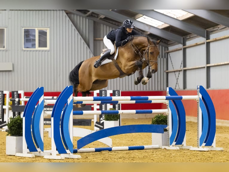 Zangersheide Caballo castrado 7 años 175 cm  in Waddinxveen