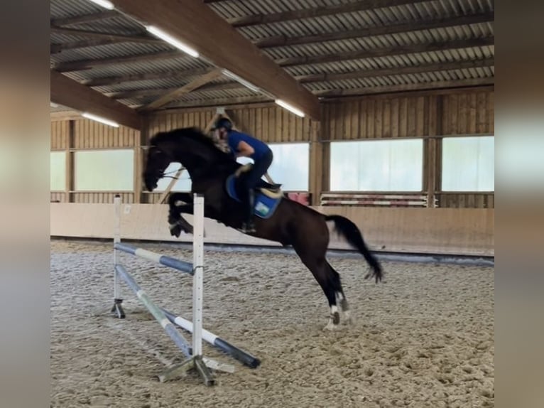 Zangersheide Caballo castrado 7 años 175 cm Castaño in Pfaffenhofen Weiler